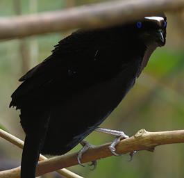Arfak Bird Parotia