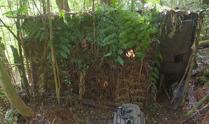 Arfak Parotia Blind Zeth