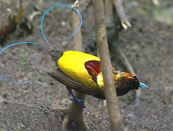 Arfak Bird Magnificent BOP