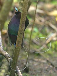 Arfak Bird Magnificent BOP