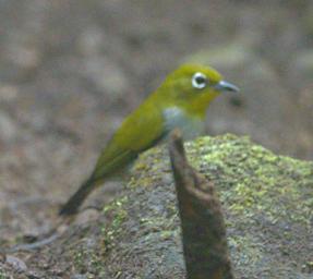 Arfak Bird New Guinea White Eye
