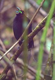 Arfak Bird Magnificent BOP