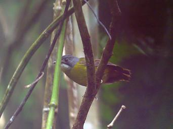 Arfak Bird Xxx Robin