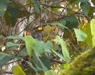 Arfak German Camp Bird Arfak Honeyeater