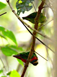 Arfak German Camp Bird Red Breasted Pigmy Parrot