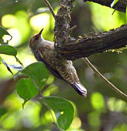 Arfak German Camp Bird Papuan Tree Creeper