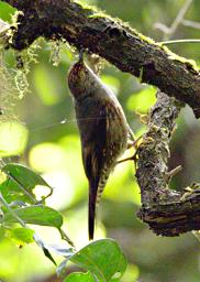 Arfak German Camp Bird Papuan Tree Creeper