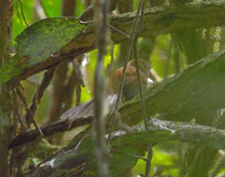 Arfak German Camp Bird Dimorphic Fantail