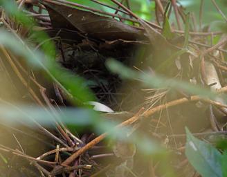 Arfak German Camp Bird Xxx Nest