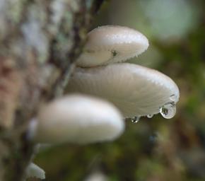 Arfak German Camp Fungi