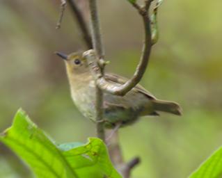 Arfak German Camp Bird Vogelkop Scrubwren
