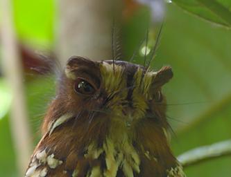 Arfak German Camp Bird Feline Owlet Nightjar