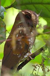 Arfak German Camp Bird Feline Owlet Nightjar