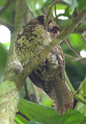 Arfak German Camp Bird Mountain Owlet Nightjar