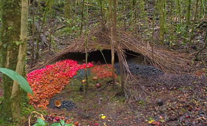 Arfak Vogelkop Bowerbird Bower