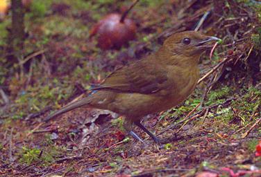 Arfak Bird Vogelkop Bowerbird