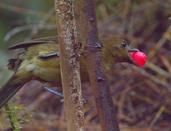 Arfak Bird Vogelkop Bowerbird