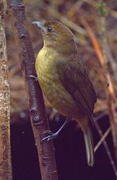 Arfak Bird Vogelkop Bowerbird