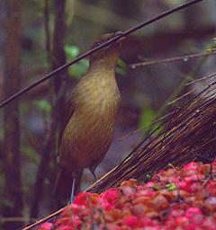 Arfak Bird Vogelkop Bowerbird