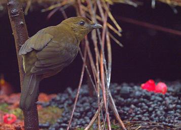 Arfak Bird Vogelkop Bowerbird