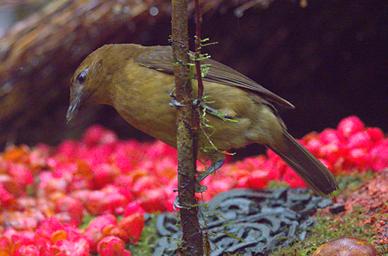 Arfak Bird Vogelkop Bowerbird