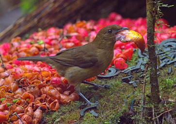 Arfak Bird Vogelkop Bowerbird