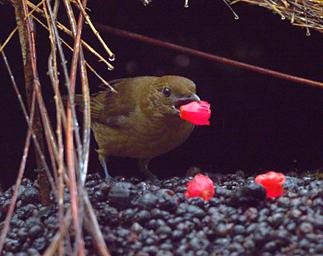 Arfak Bird Vogelkop Bowerbird