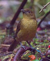 Arfak Bird Vogelkop Bowerbird