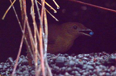 Arfak Bird Vogelkop Bowerbird
