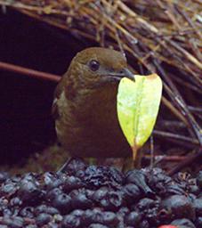 Arfak Bird Vogelkop Bowerbird