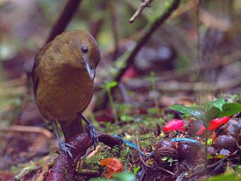 Arfak Bird Vogelkop Bowerbird