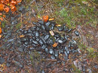 Arfak Vogelkop Bowerbird Beetle Cases