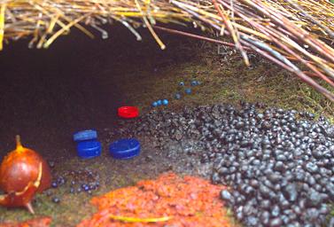 Arfak Vogelkop Bowerbird Inside Bower