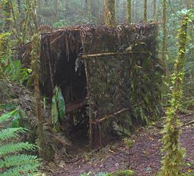 Arfak Vogelkop Bowerbird Blind