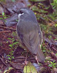 Arfak German Camp Bird Ashy Robin