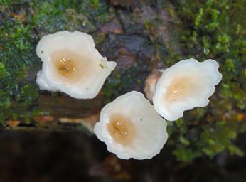 Arfak German Camp Mushrooms