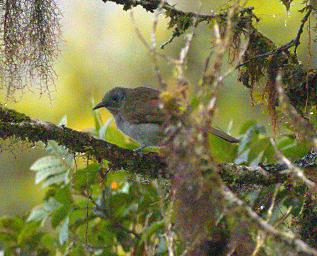 Arfak German Camp Bird Xxx Marbled Honeyeater