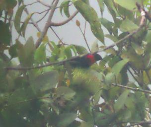 Arfak German Camp Bird Red Collared Myzomela