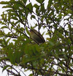Arfak German Camp Bird Xxx Vogelkop Scrubwren