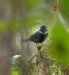 Arfak German Camp Bird Friendly Fantail