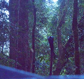 Arfak Bird Black Sicklebill