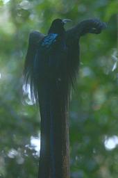 BlackSicklebill