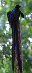 BlackSicklebill