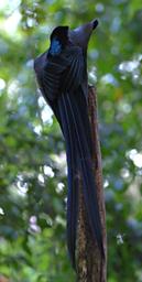 BlackSicklebill