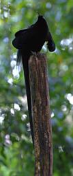 BlackSicklebill