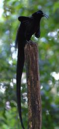 BlackSicklebill