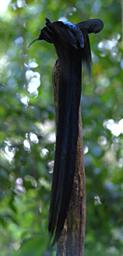 BlackSicklebill
