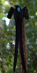 BlackSicklebill