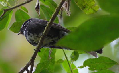 Arfak German Camp Bird Friendly Fantail