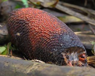 Arfak German Camp Fruit